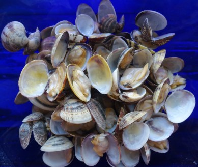 Vongole aperte
