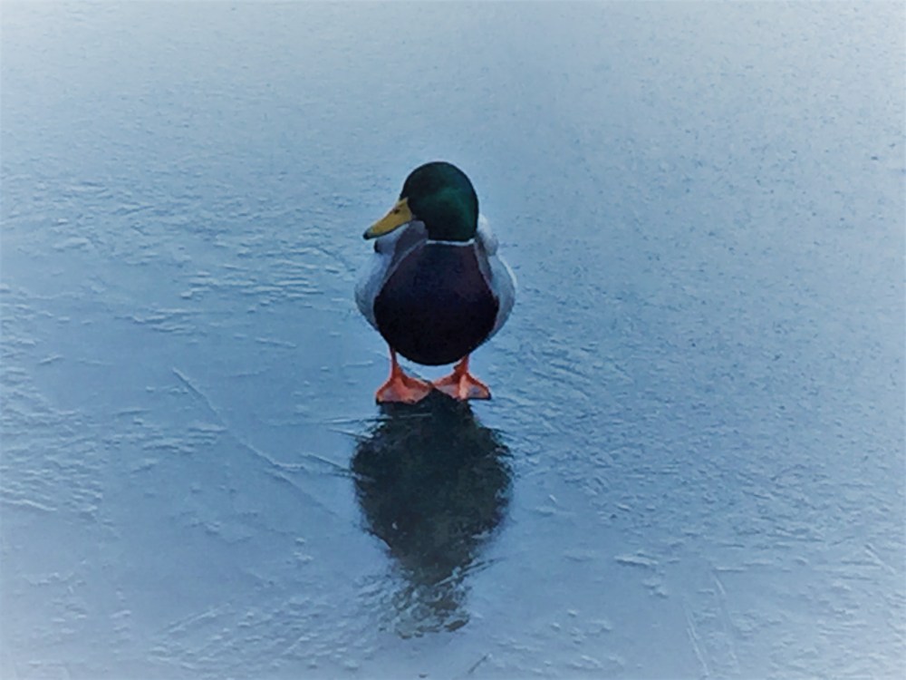 Ente auf Eis