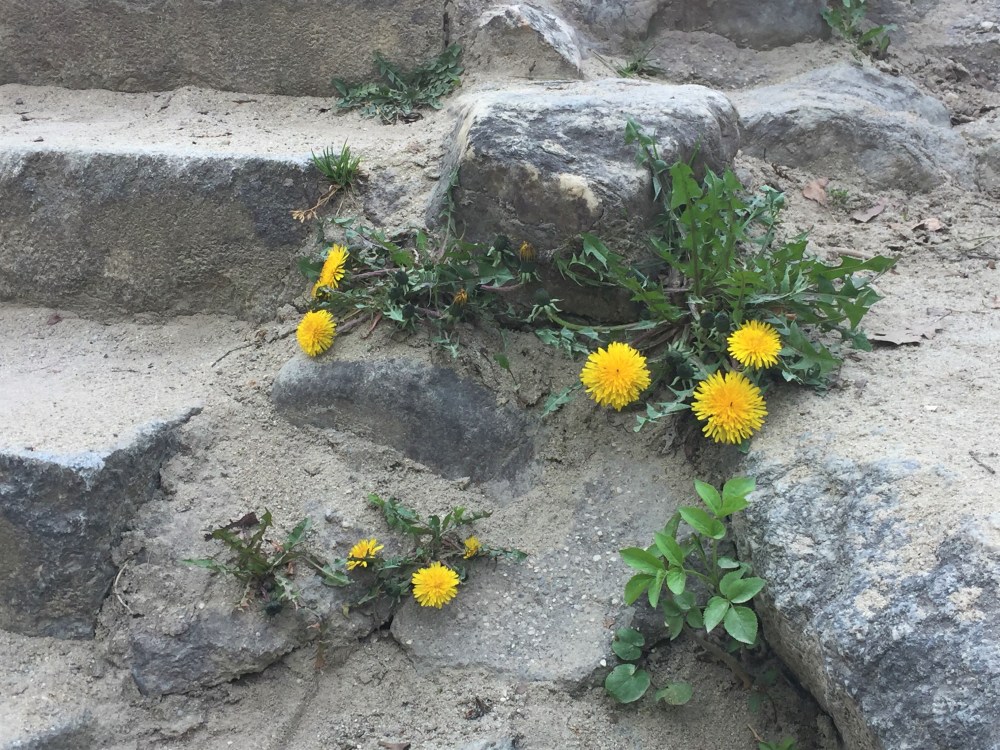 Löwenzahn im Hummelhofwald