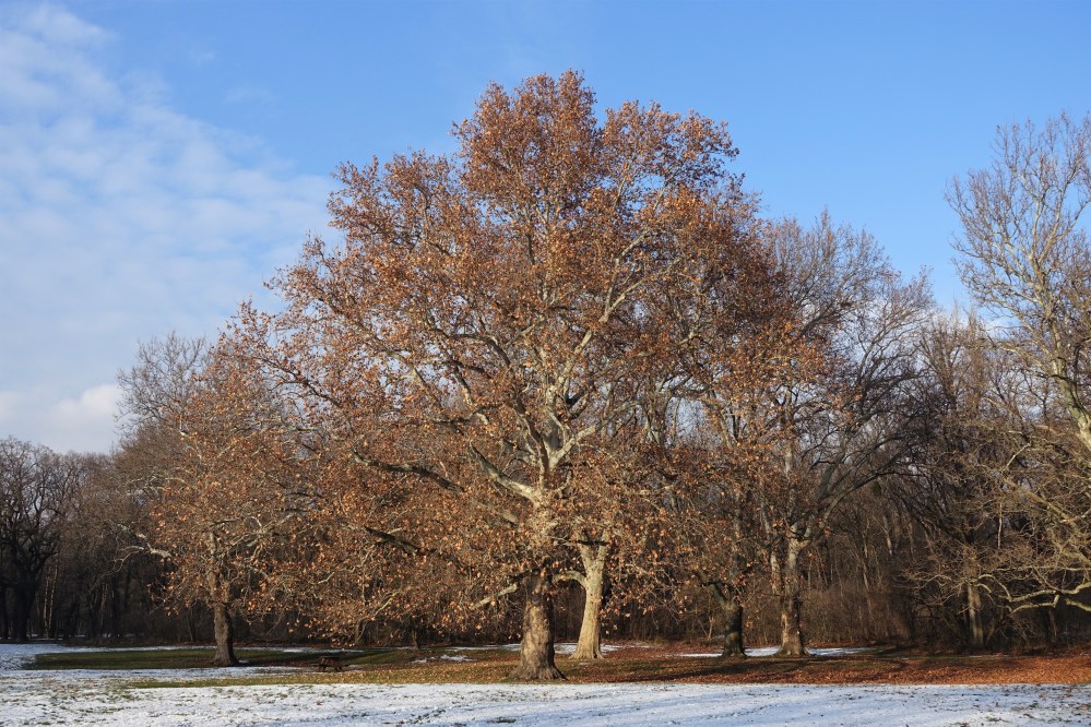 Wiener Prater, im Winter, Schnee, angezuckerte Wiesen