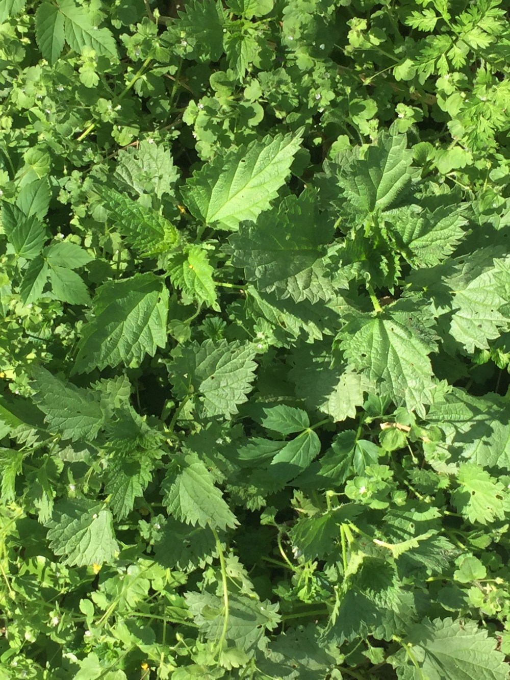 Brennnesseln, Brenn-Nesseln, Wien, Prater, Grünzeug, Wildkräuter, kreativ kochen, Wald und Wiese