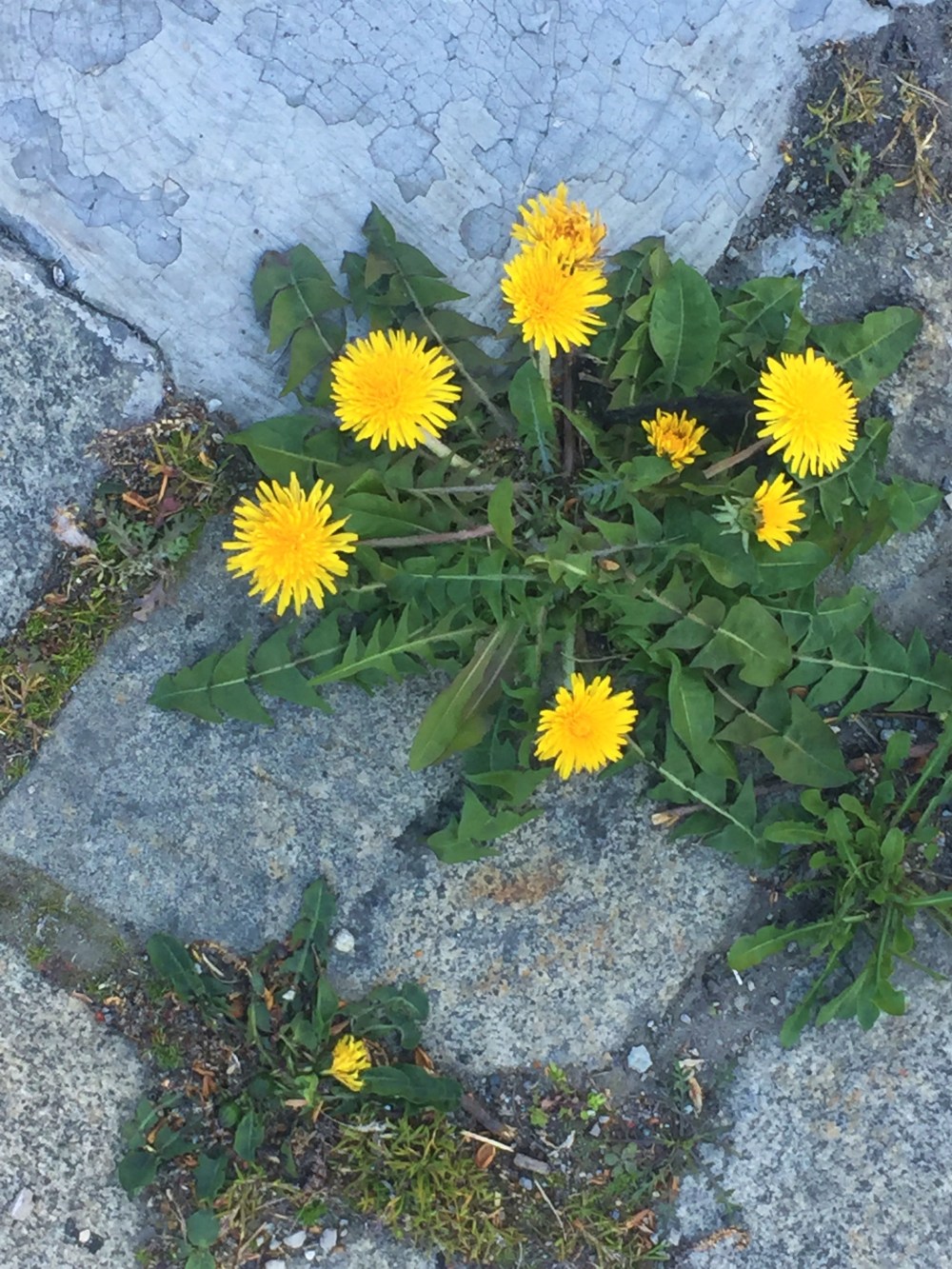 Löwenzahn und Pflastersteine