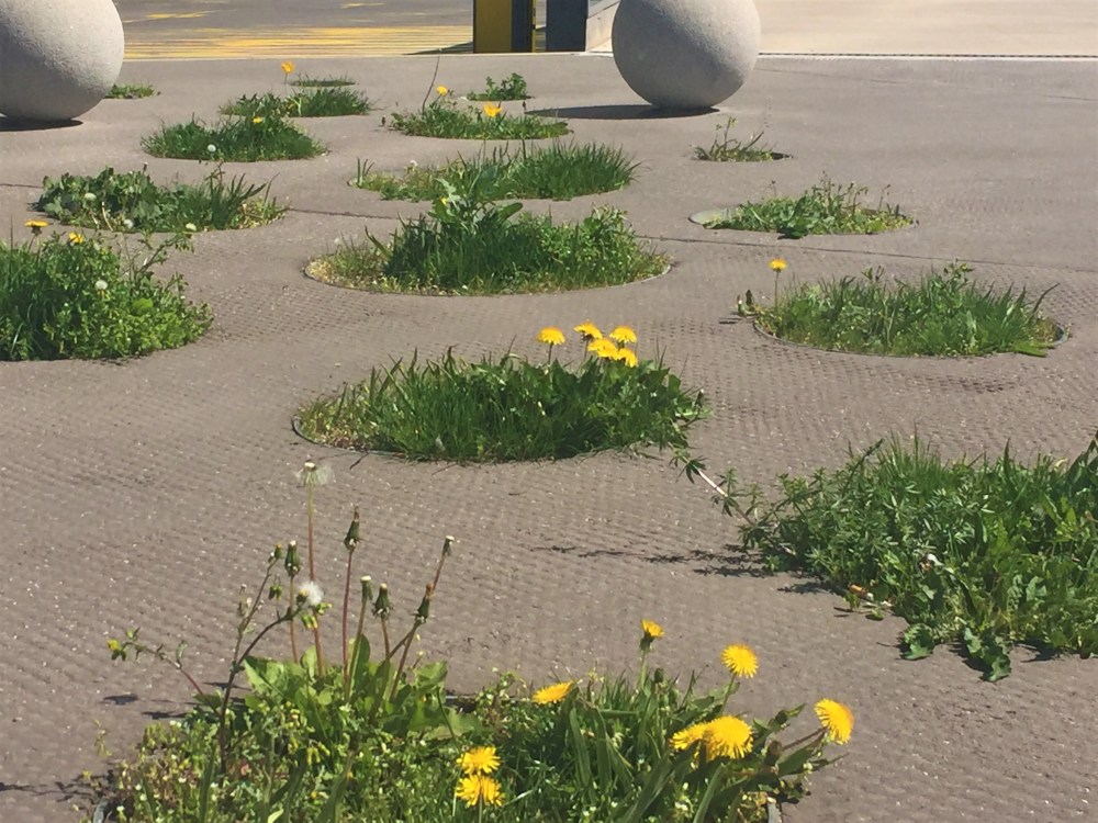 #keepdistance jeder für sich, Abstand halten, Inseln, Löwenzahn-Inseln, Familienverbund,