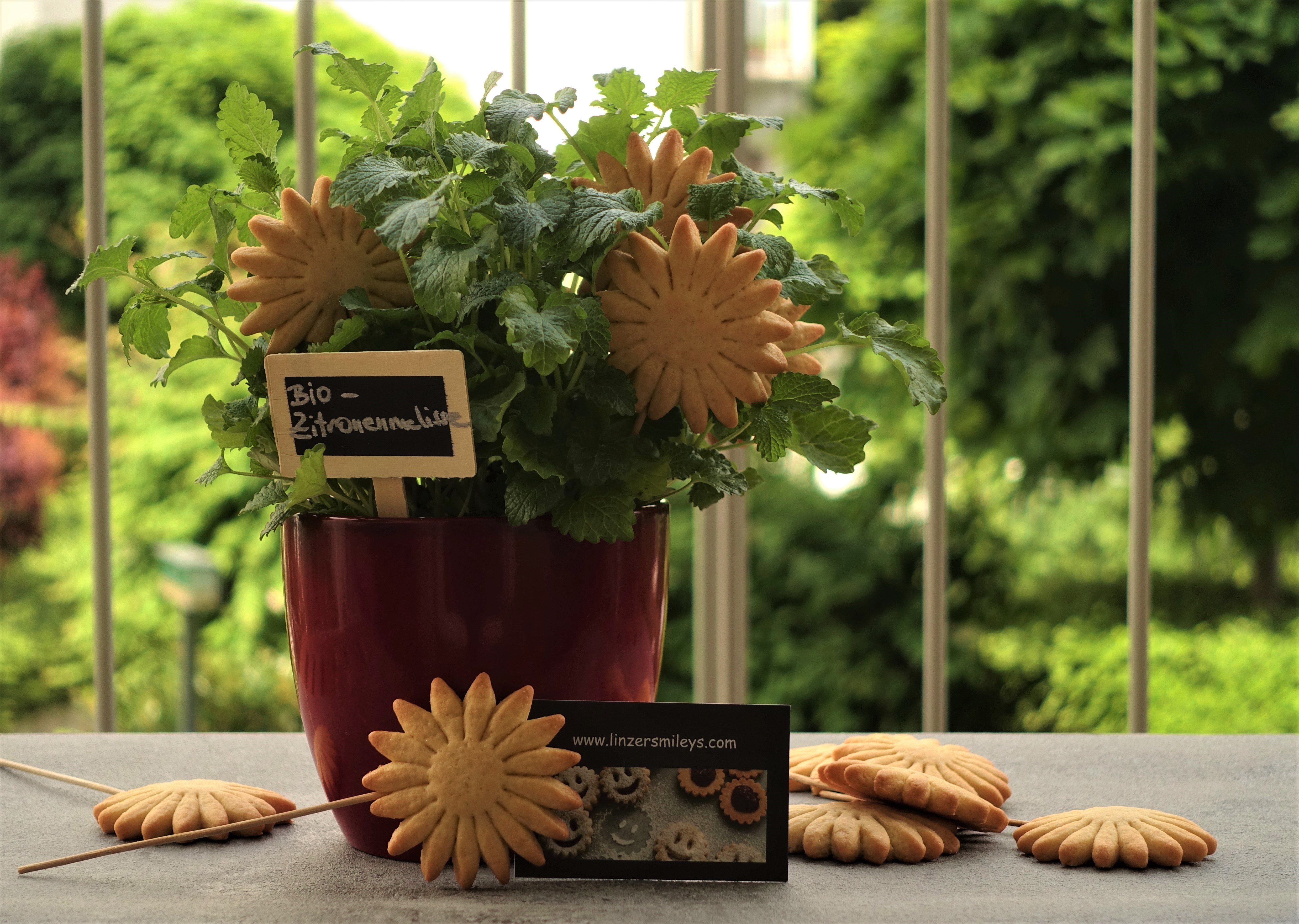 Kekslollis, Kekse am Stiel, Bio-Kräuter, Kräutertöpfchen, Zitronenmelisse, Küchenkräuter, Deko, DIY, Geschenkidee, Gastgeschenk, Mitbringsel, kleines Dankeschön, für viele Anlässe, kreativ und einfach, Eyecatcher zum Verschenken, Hingucker, Blickfang, #linzersmileys Rezeptidee, Dekoidee von Daniela Terenzi