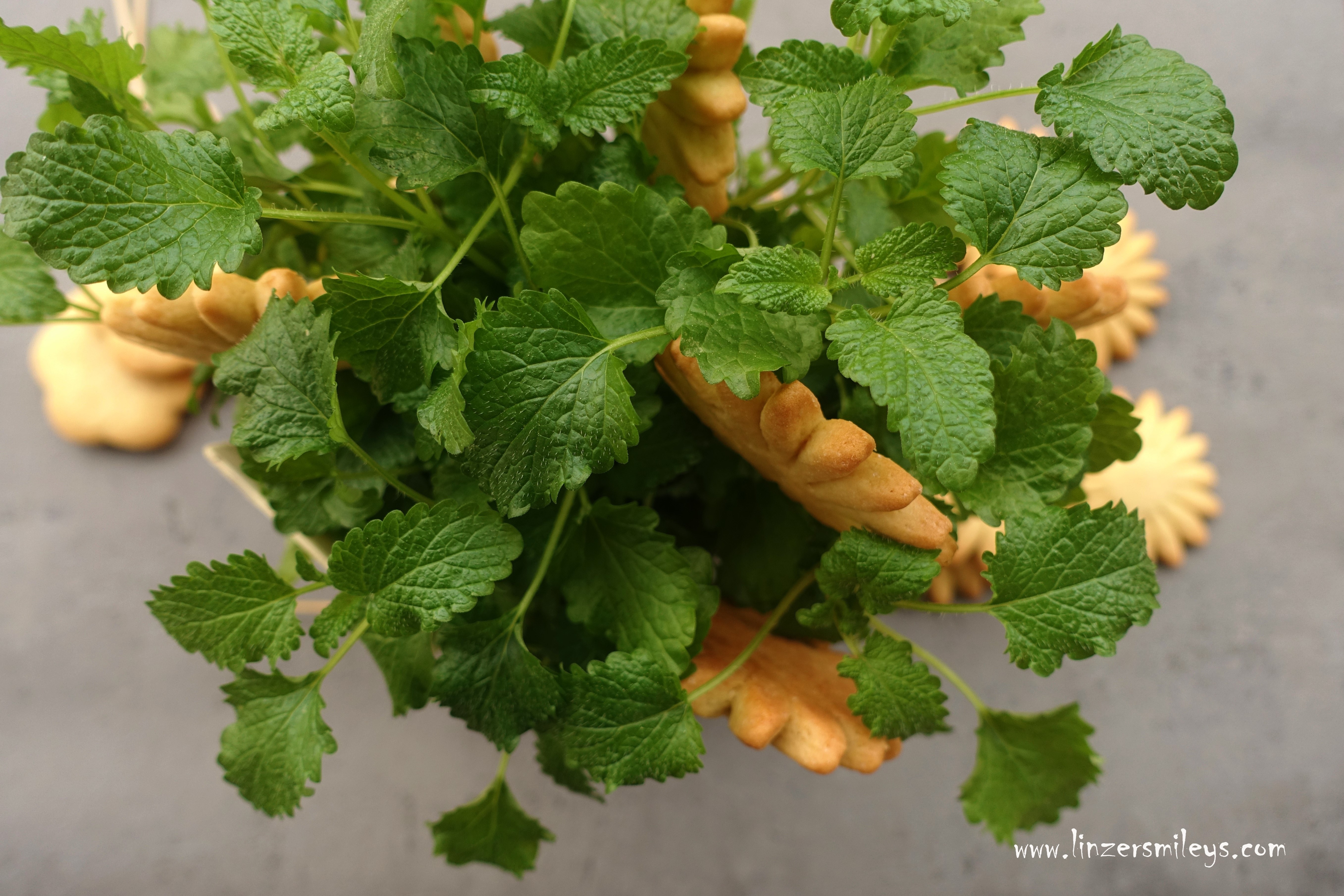 Kekslollis, Kekse am Stiel, Bio-Kräuter, Kräutertöpfchen, Zitronenmelisse, Küchenkräuter, Deko, DIY, Geschenkidee, Gastgeschenk, Mitbringsel, kleines Dankeschön, für viele Anlässe, kreativ und einfach, Eyecatcher zum Verschenken, Hingucker, Blickfang, #linzersmileys Rezeptidee, Dekoidee von Daniela Terenzi