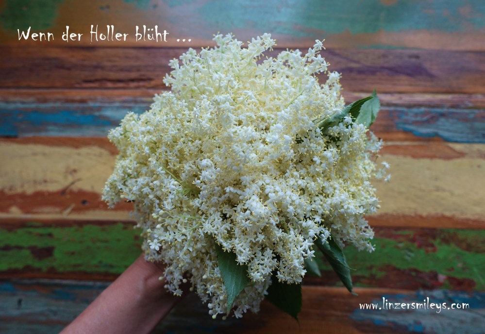 Holunderblüten, Holunderblütendolden, Holler, für gebackene Hollerstrauben, Frühling, österreichisch kochen wie zu Omas Zeiten