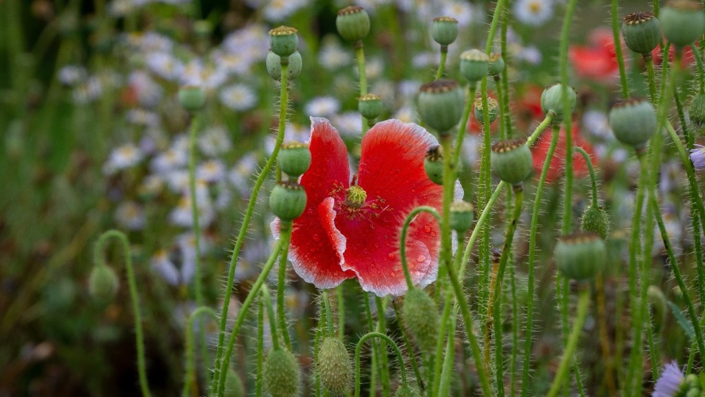 Mohnblüte im Waldviertel/NÖ 
© Franz J. Brunhuber 
www.linzersmileys.com 