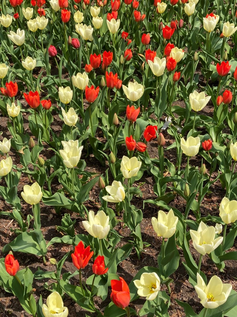 Tulpen in Wien, Frühling, Frühlingserwachen, Wien im April, Wieden