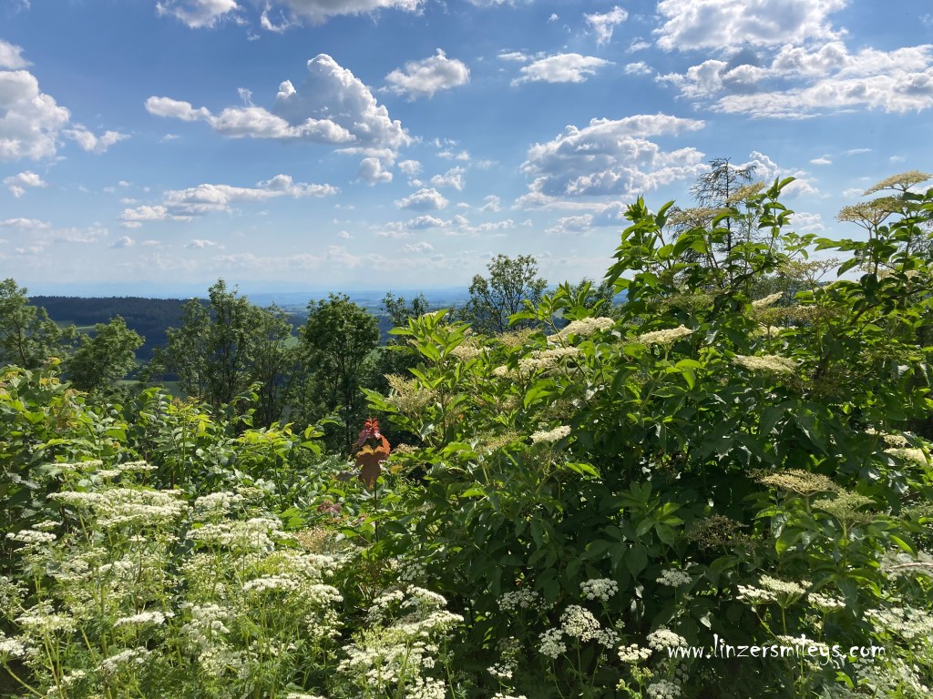 Holunder, Holler, Waxenberg, Ruine, Weitblick, Mühlviertel, Ausflugsziele in Oberösterreich, back to the roots, Heimat, Heimatgefühl #linzersmileys