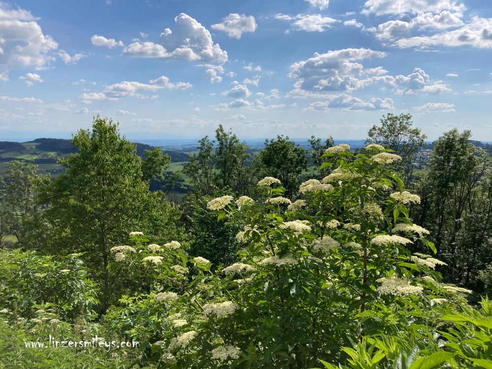 Holunder, Holler, Waxenberg, Ruine, Weitblick, Mühlviertel, Ausflugsziele in Oberösterreich, back to the roots, Heimat, Heimatgefühl #linzersmileys