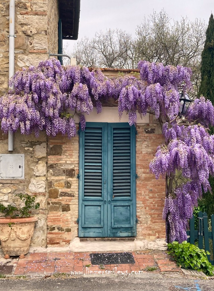 Blauregen, glicini, in der Toskana, Toscana, Foto von Daniela Terenzi, Food Blog #linzersmileys